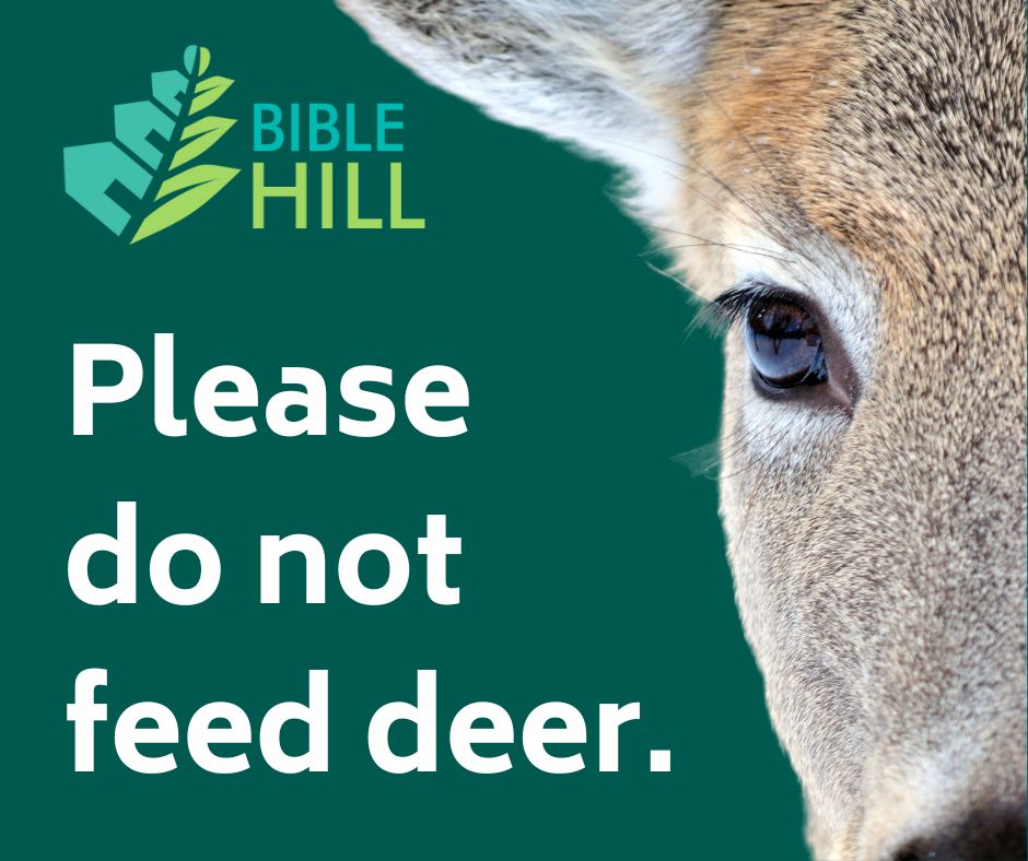 deer
